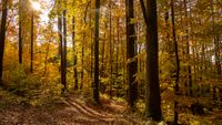 Herbstwald im Pegnitztal